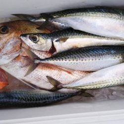 康仁丸・ジギング釣り果